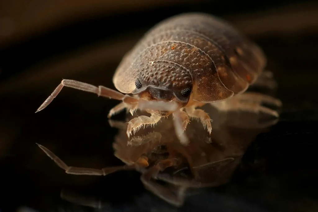 Bed-Bug-Treatment - West Milford Pest Control Pros | West Milford, NJ | 484-286-5448